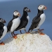 puffin_atlantic_msi_h_0752_can1780.jpg